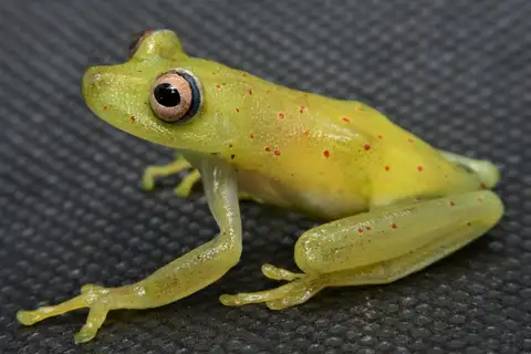 Rough-skinned Green Tree Frog