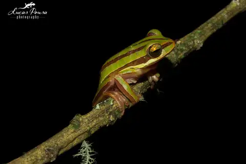 Pajamas Tree Frog