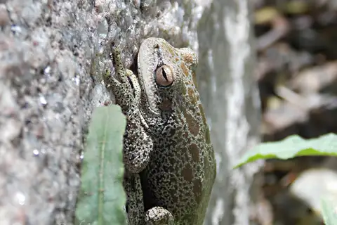 Córdoba Tree Frog