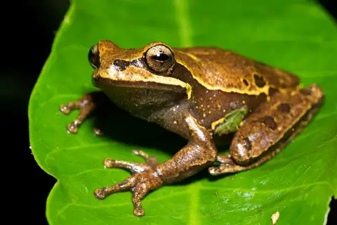 Curupi Tree Frog