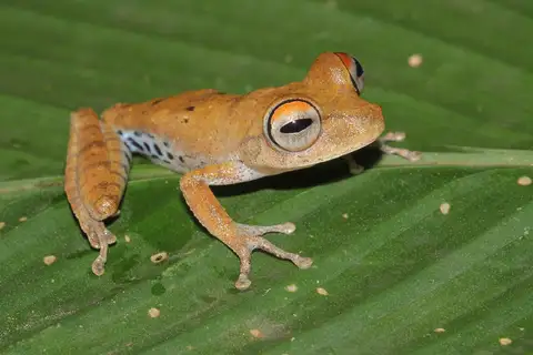 Amapa Tree Frog