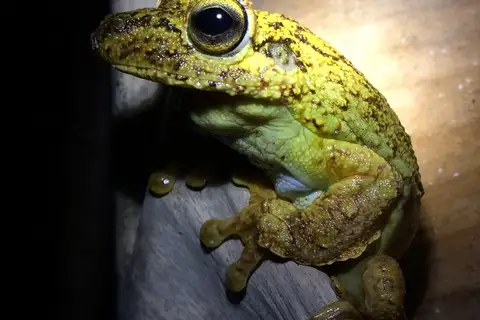 Fringe-footed Tree Frog