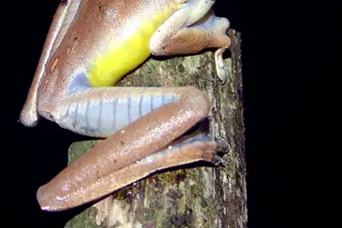 Blacksmith Tree Frog