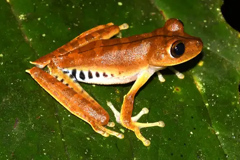 Günther's Banded Tree Frog
