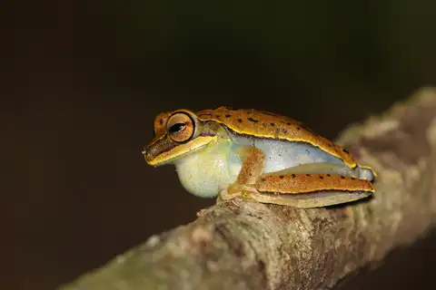 Frei Caneca Tree Frog