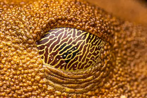 Map Tree Frog