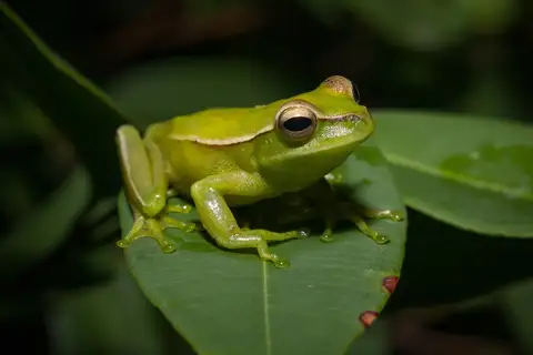 Gunther's Brazilian Tree Frog