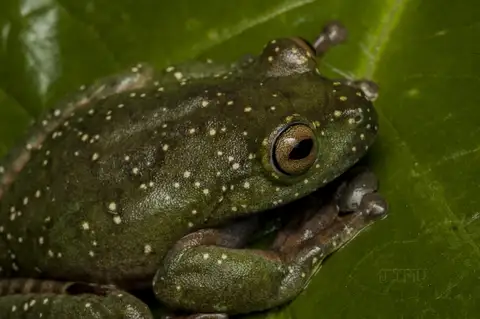 Hispaniolan Green Tree Frog