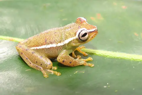 Auyantepui Tree Frog