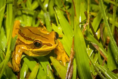 Serra Geral Tree Frog