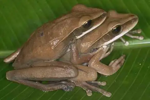Basin Tree Frog