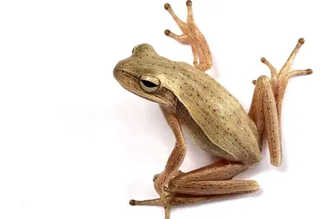 Fine-lined Tree Frog