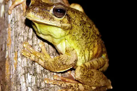 Usina Tree Frog