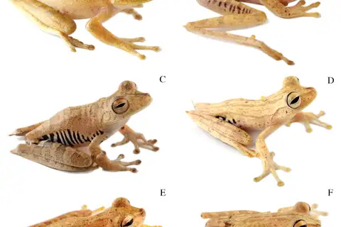 Stained Tree Frog