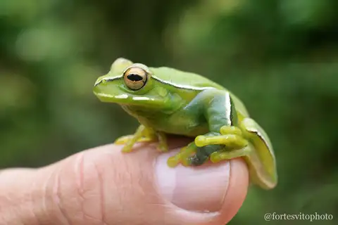 Mundo Novo Tree Frog