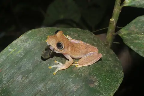 Yellow-toed Tree Frog