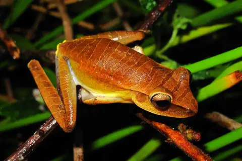 Many-banded Tree Frog