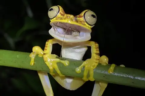 Imbabura Tree Frog