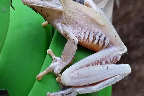 Banana Tree Dwelling Frog