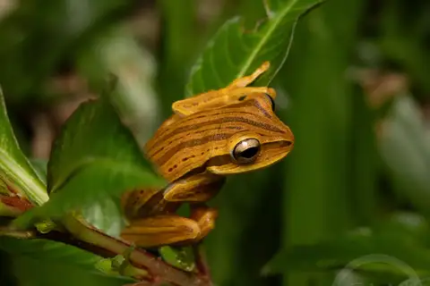 Cope's Eastern Paraguay Tree Frog