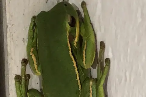 Burmeister's Tree Frog