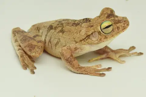 Chirique-Flusse Tree Frog