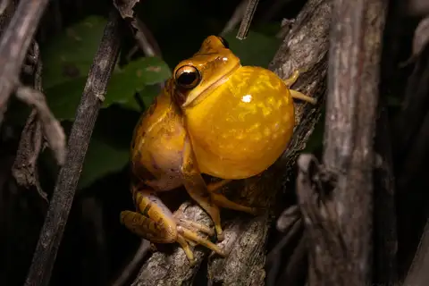 Montevideo Tree Frog