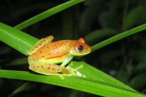 Polka-dot Tree Frog