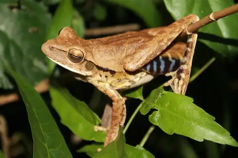 Chaco Tree Frog