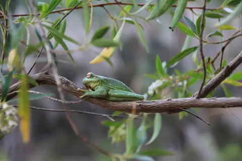 Rioja Tree Frog