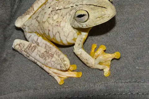 Rosenberg's Gladiator Frog
