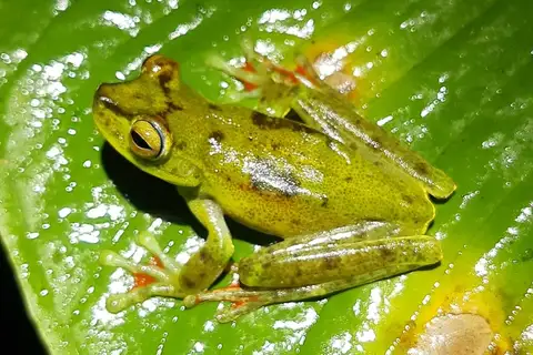 Red-webbed Tree Frog