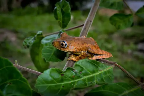 Semi-lined Tree Frog