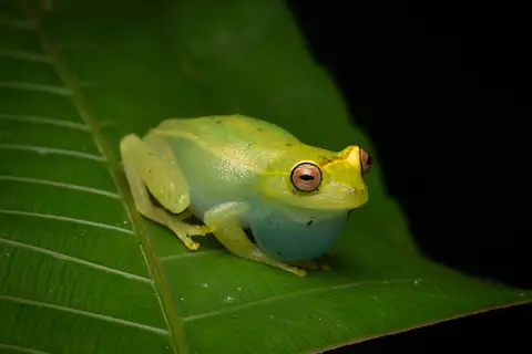 La Escalera Tree Frog