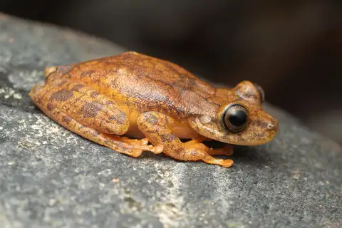 Tepui Tree Frog