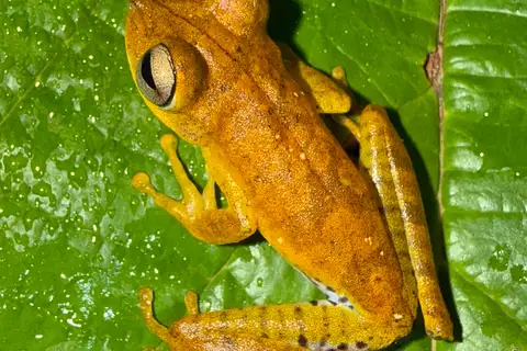 Tetete's Tree Frog