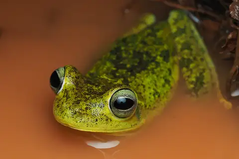 Drylands Tree Frog