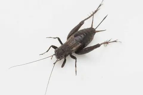 Small Field Cricket