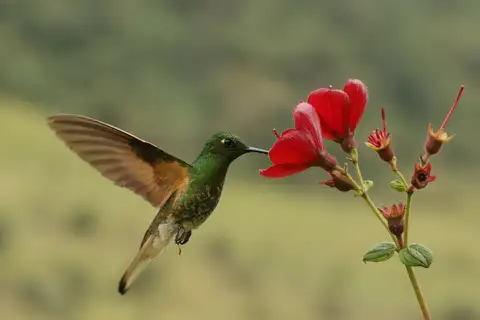 Buff-tailed Coronet
