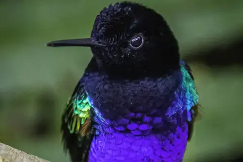 Velvet-purple Coronet