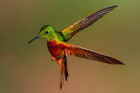 Chestnut-breasted Coronet