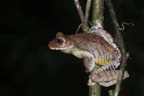Espirito Santo tree frog