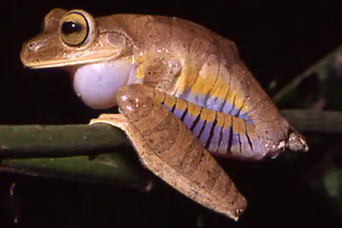 Atlantic Forest Tree Frog