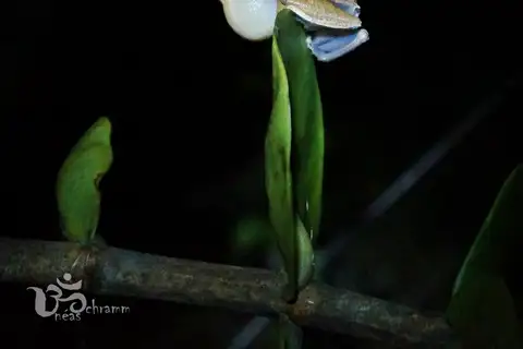Rio de Lençóis Tree Frog