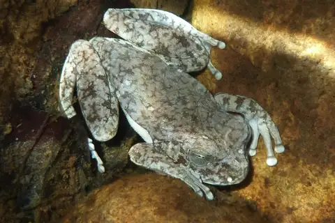 Veadeiros tree frog