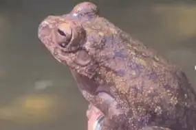 Roncador Tree Frog