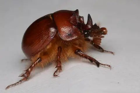 Bolbelasmus hornii