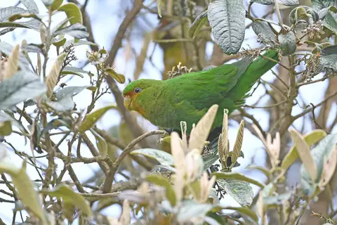 Rufous-fronted Parakeet