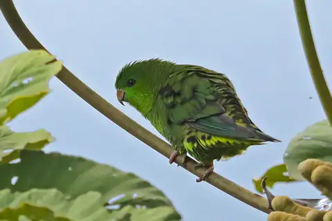 Barred Parakeet