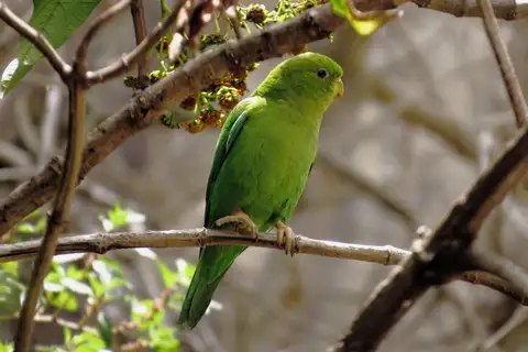 Andean Parakeet